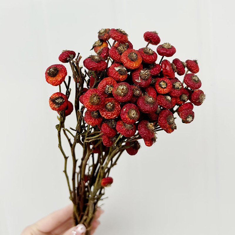 10 Piezas/Ramo de Flores Secas - Dried Flower Bulk reseña y precio