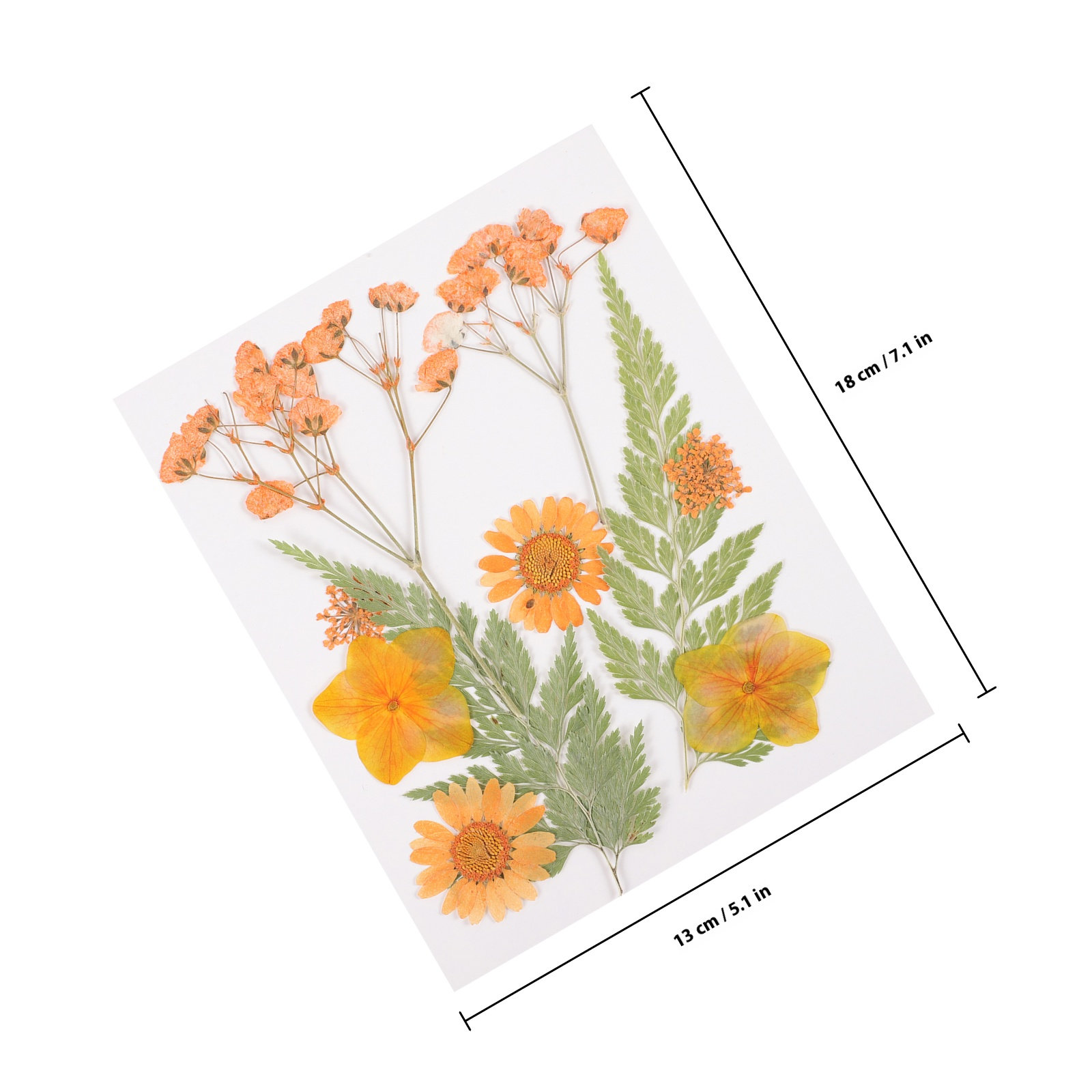 Flores Secas Decorativas, Mate - Resin Craft Material reseña y precio