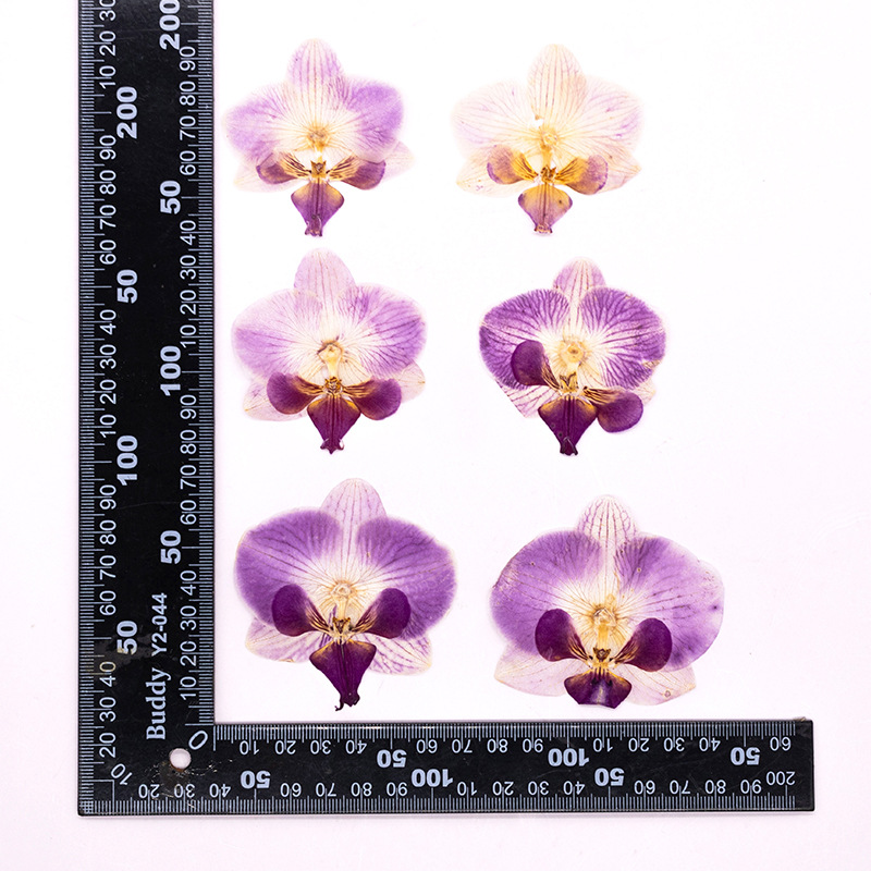 4 Piezas de Cabezas de Orquíde - Dried Flower Bulk reseña y precio
