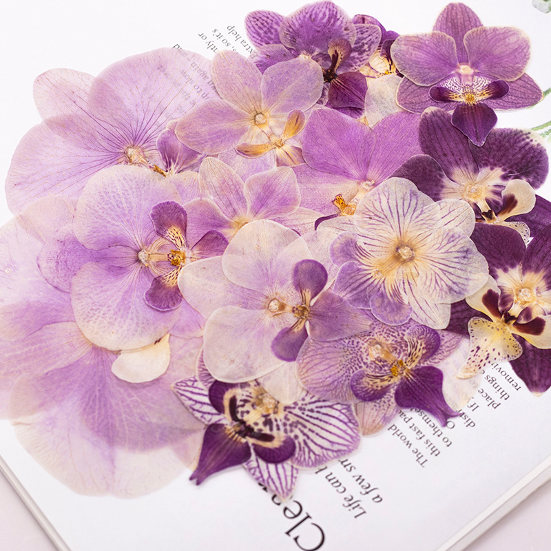 4 Piezas de Cabezas de Orquíde - Dried Flower Bulk reseña y precio