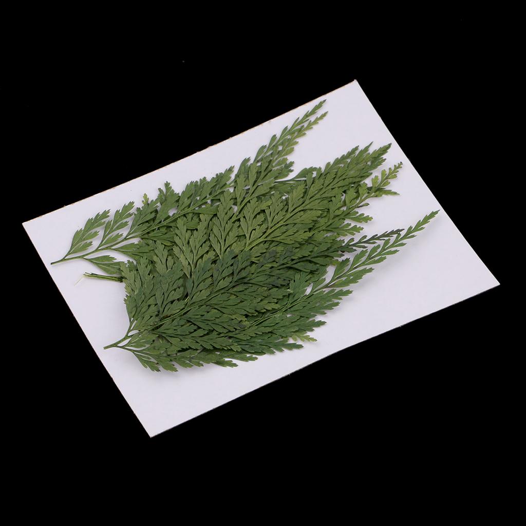 Hojas y Flores Naturales Prens - Dried Flower Bulk reseña y precio