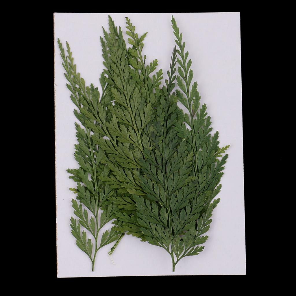 Hojas y Flores Naturales Prens - Dried Flower Bulk reseña y precio