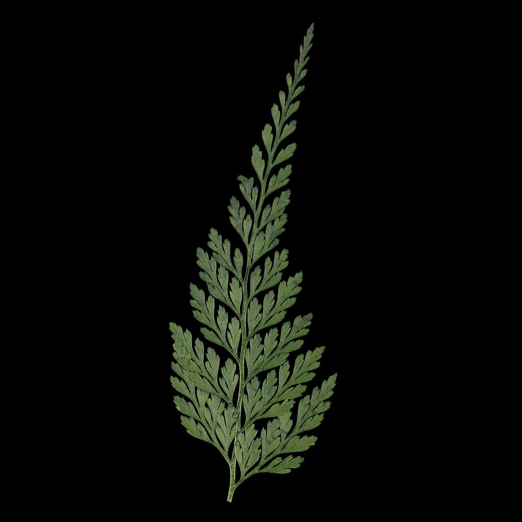 Hojas y Flores Naturales Prens - Dried Flower Bulk reseña y precio