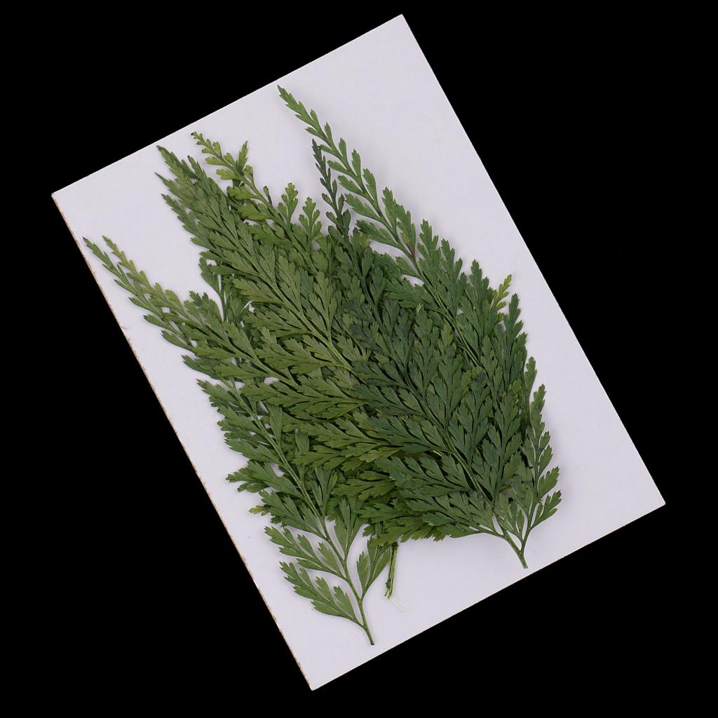 Hojas y Flores Naturales Prens - Dried Flower Bulk reseña y precio