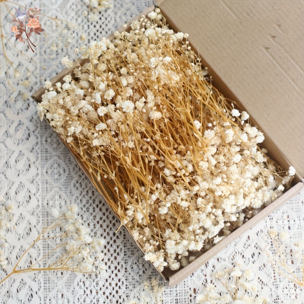 100 Piezas de Flores Secas de  - Dried Flower Bulk reseña y precio