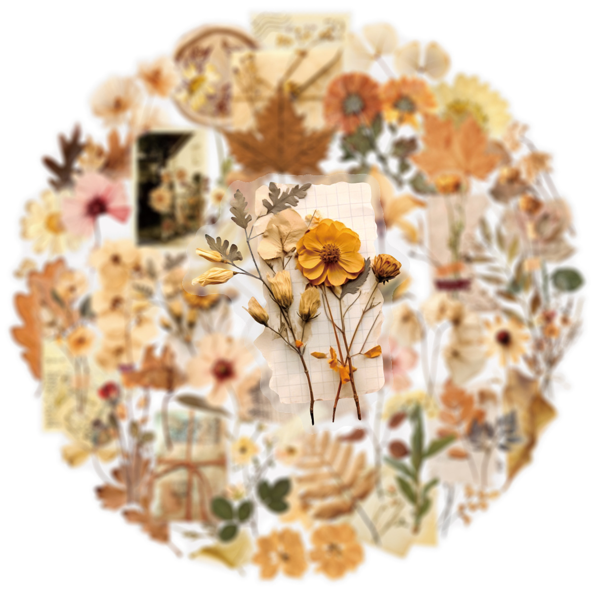 50 Uds. De pegatinas de especí - Dried Flower Bulk reseña y precio